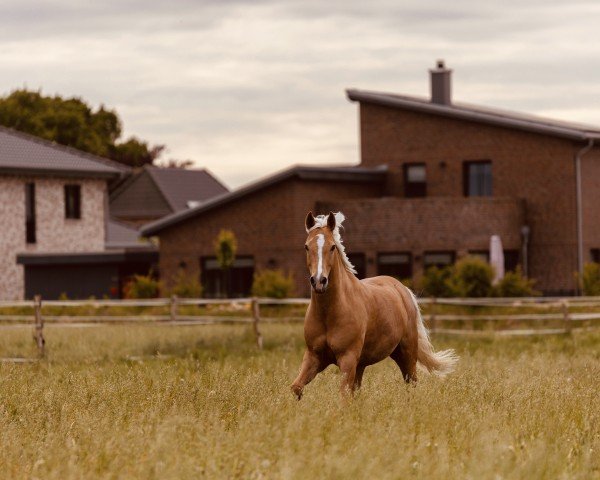 Dressurpferd Nancho's Compliment (Deutsches Reitpony, 2019, von Nancho's Golden Star)