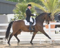 dressage horse Der kleine Prinz 3 (Hanoverian, 2004, from Don Vino)