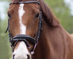 broodmare Romanze (Hanoverian, 2007, from Royal Blend)