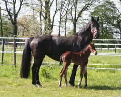 dressage horse Ben Laddie Lox (Hanoverian, 2021, from Bailador)