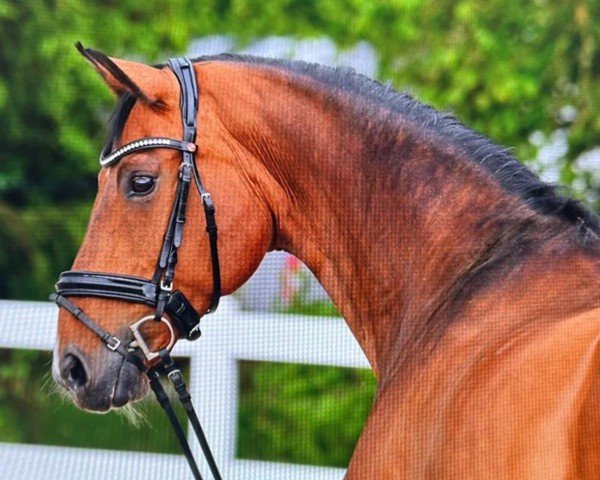 dressage horse Esprit V'T Klaphek (KWPN (Royal Dutch Sporthorse), 2009, from Spielberg)