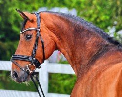 dressage horse Esprit V'T Klaphek (KWPN (Royal Dutch Sporthorse), 2009, from Spielberg)