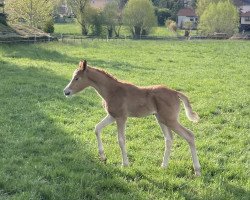 dressage horse Greenwood Ginette Gold (German Riding Pony, 2021, from Genesis BL)