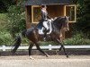 dressage horse Der kleine Don (Hanoverian, 2008, from Don Romantic)