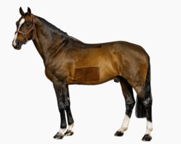 stallion Cordial (Holsteiner, 2009, from Casall Ask)