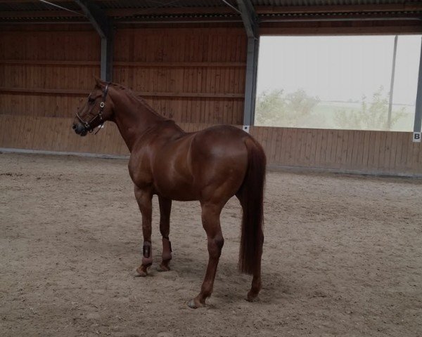 horse Fürst Orlowski xx (Thoroughbred, 1998, from Temporal xx)