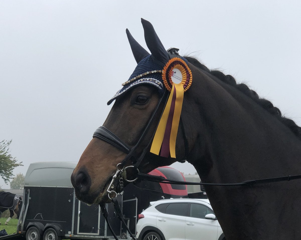 dressage horse Fürst Fenor (Hanoverian, 2010, from Fürst Romancier)