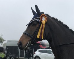 dressage horse Fürst Fenor (Hanoverian, 2010, from Fürst Romancier)