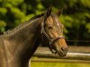 dressage horse Abacio (Mecklenburg, 2017, from Ac-Dc 4)