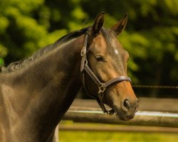 dressage horse Abacio (Mecklenburg, 2017, from Ac-Dc 4)