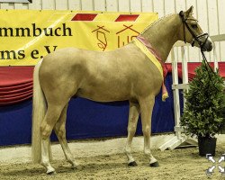 dressage horse Herzbube D WE (Deutsches Reitpony, 2018, from Herzkoenig NRW)