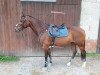 dressage horse Ondra Renate (German Riding Pony, 2009, from Ombre)