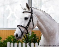 jumper Cette Beaute (Hanoverian, 2015, from Castellano)