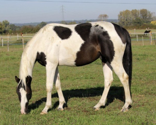 horse Jedi du Plantie (Selle Français, 2019, from Quel Homme de Hus)