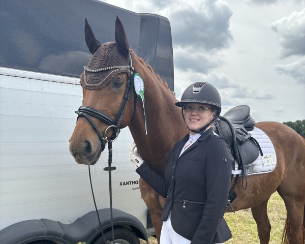 dressage horse Defoe 6 (Oldenburg, 2018, from Desperado)