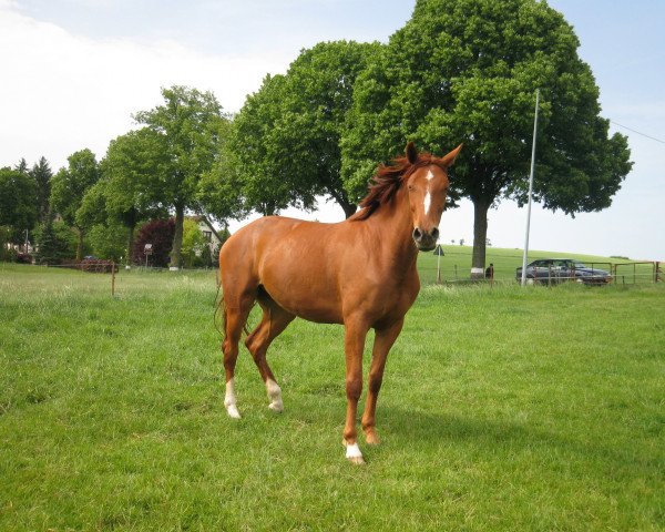 broodmare Red Pearl (Hanoverian, 2004, from Rosentau)