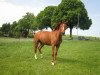 broodmare Red Pearl (Hanoverian, 2004, from Rosentau)