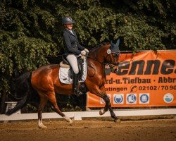 Dressurpferd Frankenbach Paul (Deutsches Reitpony, 2011, von Donatelli)