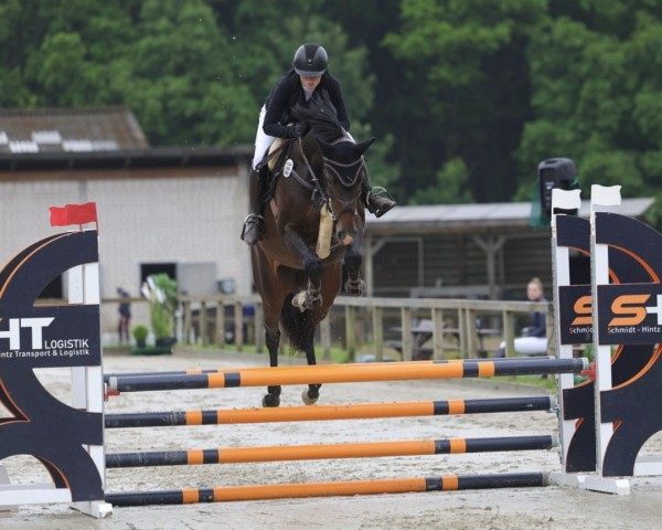 broodmare Niagara 38 (Holsteiner, 2020, from Casall Ask)