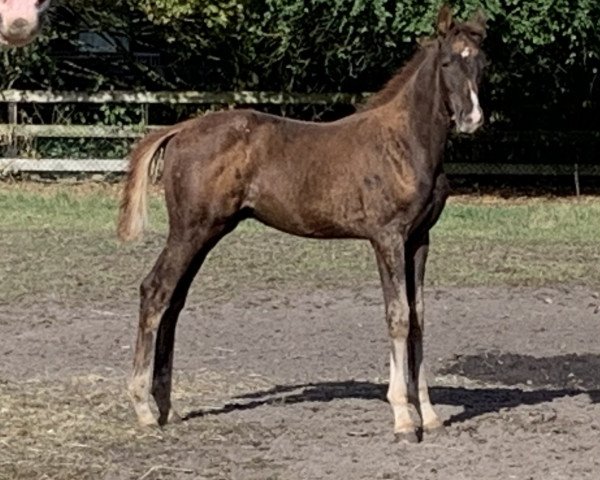 dressage horse Salgado (Hanoverian, 2019, from Sezuan's Donnerhall)