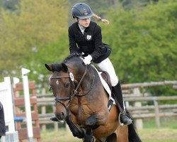 jumper Rocky 1467 (German Riding Pony, 2004, from Flavo Cliff)