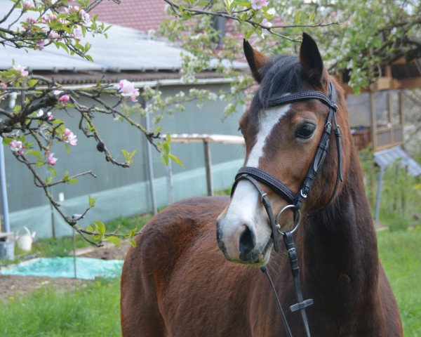 Pferd Nebo Welsh Carolyn (Welsh-Cob (Sek. D), 2015, von Geler Sparc)