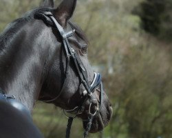 broodmare Curley 20 (German Sport Horse, 2010, from Con Spirito R)