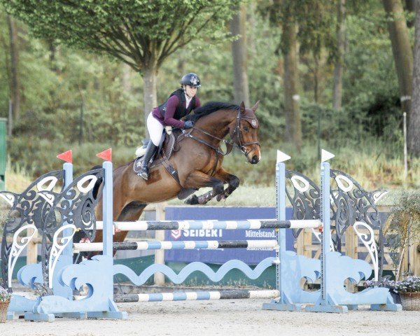 Springpferd Comme Convenu (Hannoveraner, 2018, von Comme Prevu)