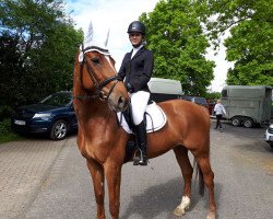 dressage horse Cara Mia 96 (Westphalian, 2007, from Colmani)