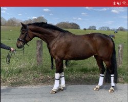 dressage horse Denali B (Hanoverian, 2013, from Dannebrog)