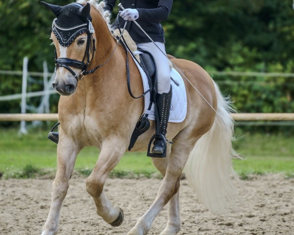 dressage horse Something Special aka. Sultan (Haflinger, 2009, from Stüwer)