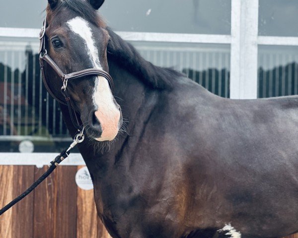 Springpferd Casalino 7 (Deutsches Sportpferd, 2018, von Casallato)