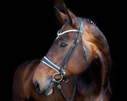 dressage horse Wellfina (Hanoverian, 2003, from Weltruhm)