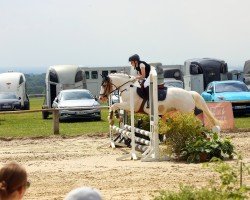 Springpferd Krisko (Bulgarisches Warmblut, 2013, von Dorcho)