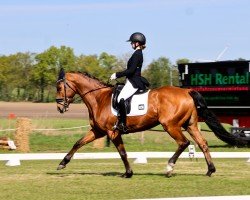 dressage horse Ole de Luxe (Trakehner, 2016, from Davidas)