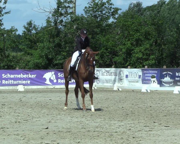 Reitturnier Scharnebeck 2025