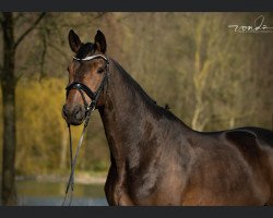 broodmare Goldmagie (Trakehner, 2015, from E.H. Millennium)