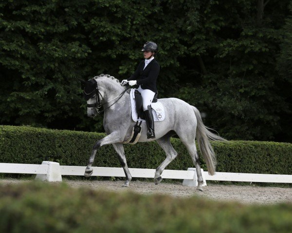 dressage horse Love On 3 (unknown, 2016, from Glamourdale)