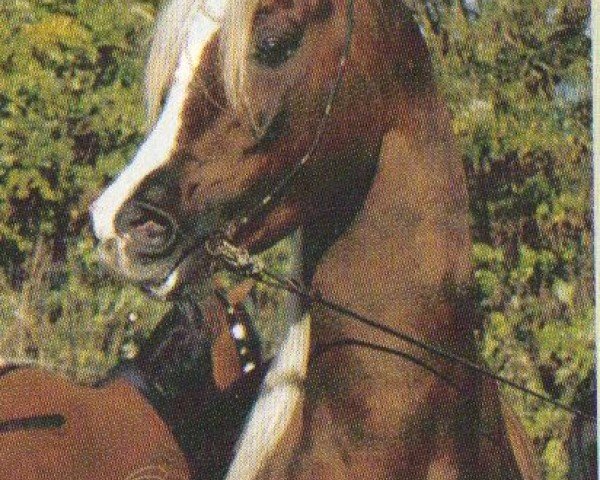 horse MARANTHI EXEMPLAR (Arabian, 2000, from Ansata Exemplar EAO)