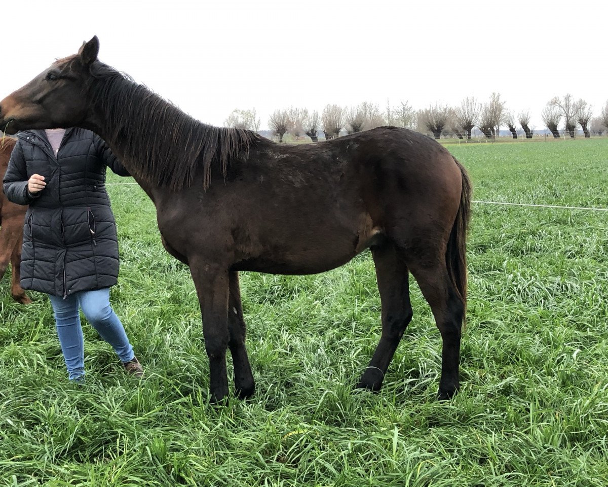 dressage horse Hengst von High Motion x Latimer (Trakehner, 2019, from High Motion 2)