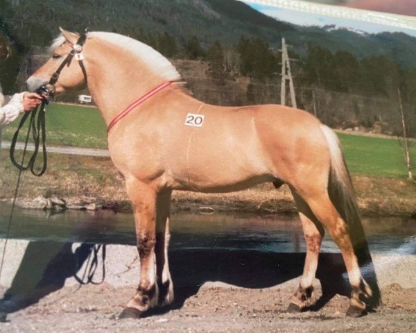 stallion Ramsblakken (Fjord Horse, 1998, from Gisle N.2571)