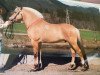 stallion Ramsblakken (Fjord Horse, 1998, from Gisle N.2571)