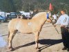 broodmare Mildra (Fjord Horse, 1996, from Gårdens Tico)