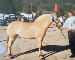 broodmare Mildra (Fjord Horse, 1996, from Gårdens Tico)