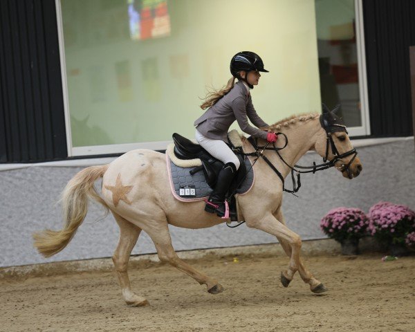 jumper Golden Sunshine 7 (German Riding Pony, 1996, from FS Golden Moonlight)