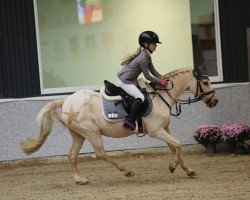 Springpferd Golden Sunshine 7 (Deutsches Reitpony, 1996, von FS Golden Moonlight)