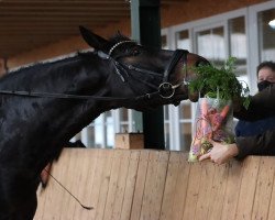 dressage horse Rubi (Westphalian, 2013, from Rubinio NRW)