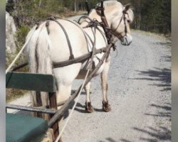 broodmare Jutilmøy (Fjord Horse, 1991, from Holar N.1963)