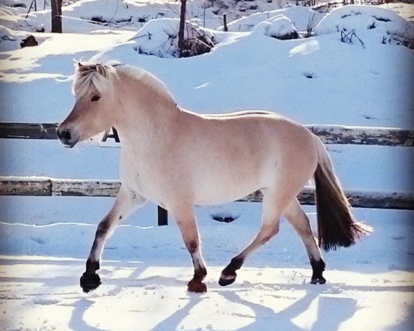 Pferd Eikelands Julia (Fjordpferd, 2011, von Dalargutt N.2595)