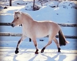 horse Eikelands Julia (Fjord Horse, 2011, from Dalargutt N.2595)